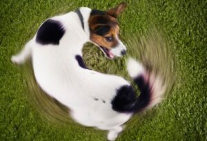 corbis_rf_photo_of_dog_chasing_tail