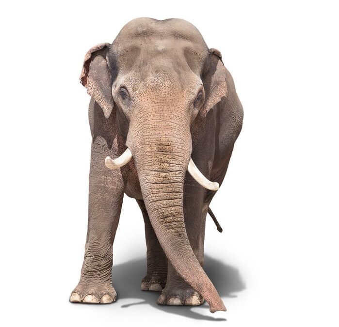 Elephant in the Room? Three Reasons Not to Ignore It