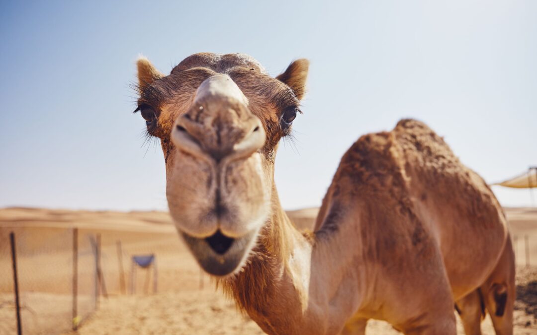 Can You See Your Humps?